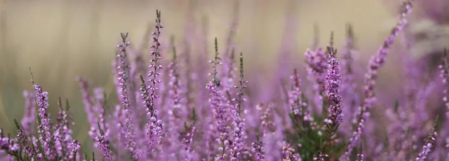 Горки-Дрибин