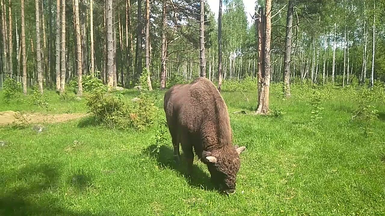 Березинский заповедник - elladatour.by